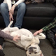 Enzo the Labrador Retriever, one of the therapy dogs involved in the WSU study